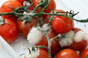 فاسد شدن و کپک زدن گوجه در یخچال